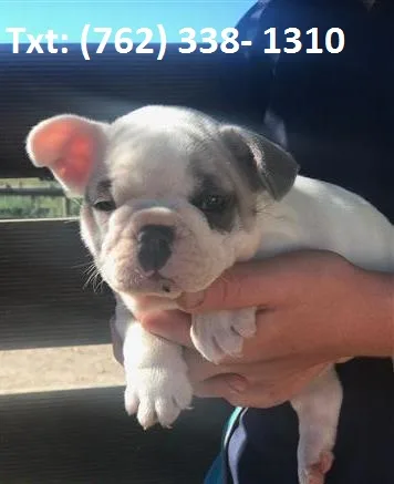 Lsbvly french bulldog puppies