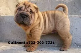Ready-to-please chinese shar pei puppies