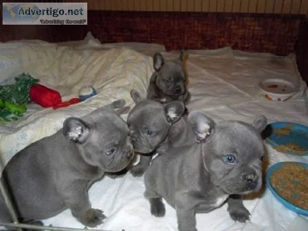 Adorable french bulldog puppies for sale