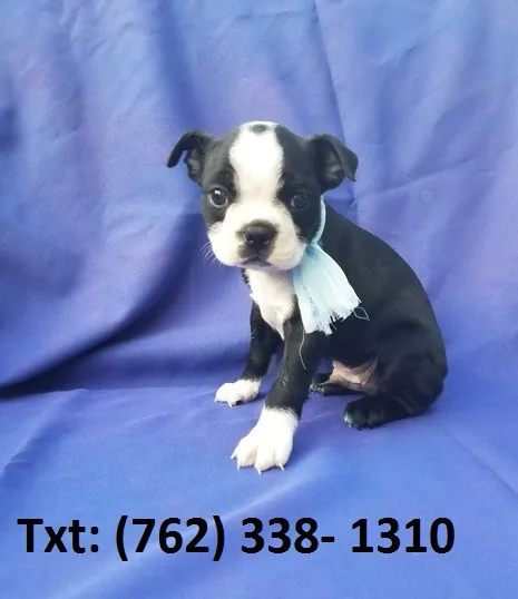 Mibpj boston terrier puppies