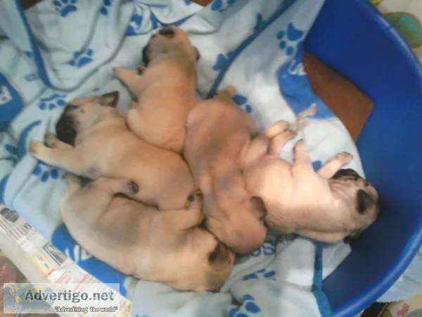 Akc assured breeder8 fantastic pug