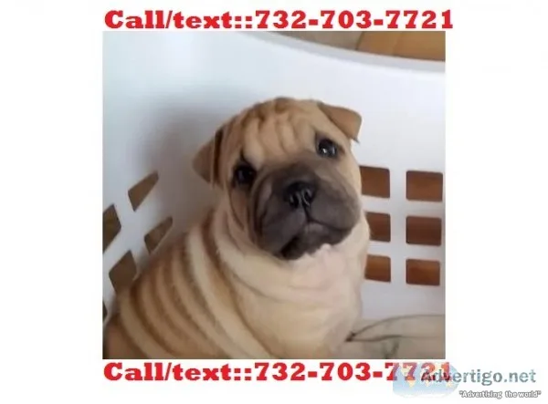 Family-friendly chinese shar pei puppies