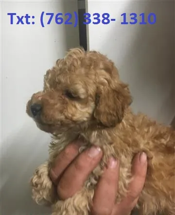 Klgr toy poodle puppies