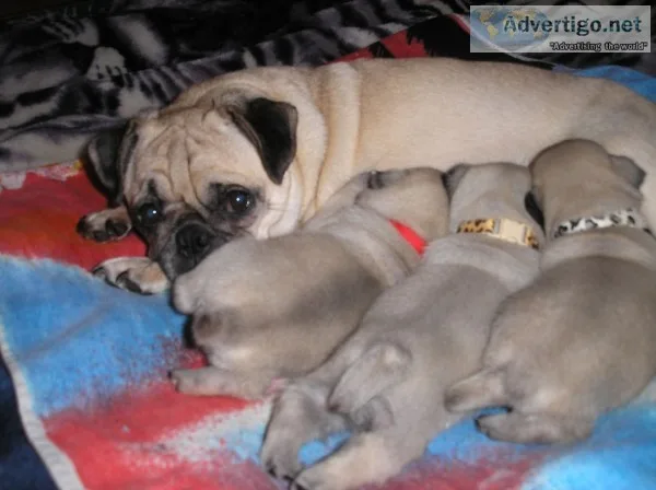 Beautiful akc pedigree pug puppies