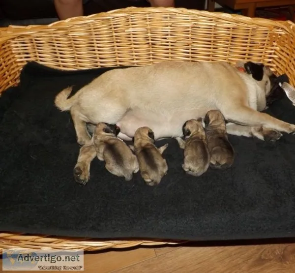 Pure pug puppies ready to go