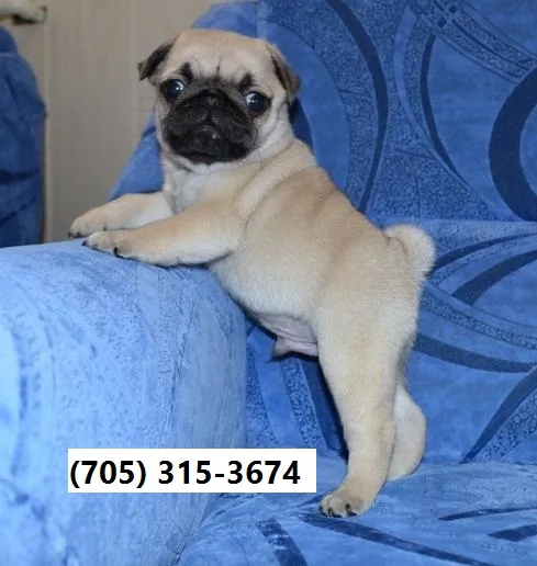 Cute looking pug puppies with shots