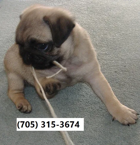 Home raised pugs puppies with shots