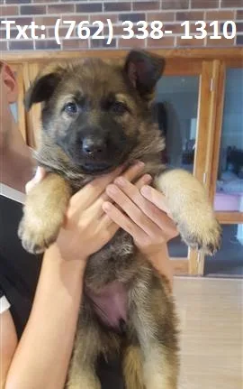 Hplm female german shepherd puppy