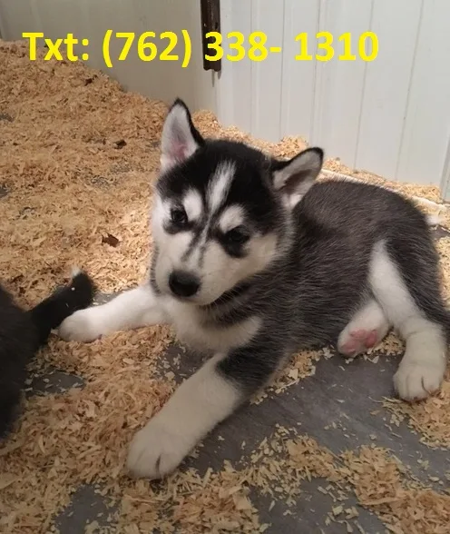 Hnsj alaskan klee kai puppies