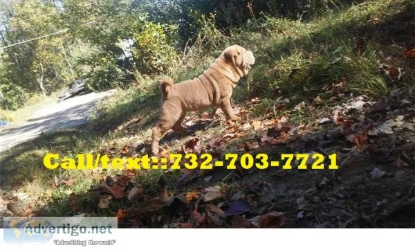 Sleek-friendly chinese shar pei puppies