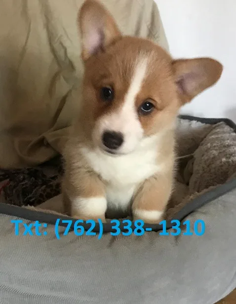 Nrgh pembroke welsh corgi puppies