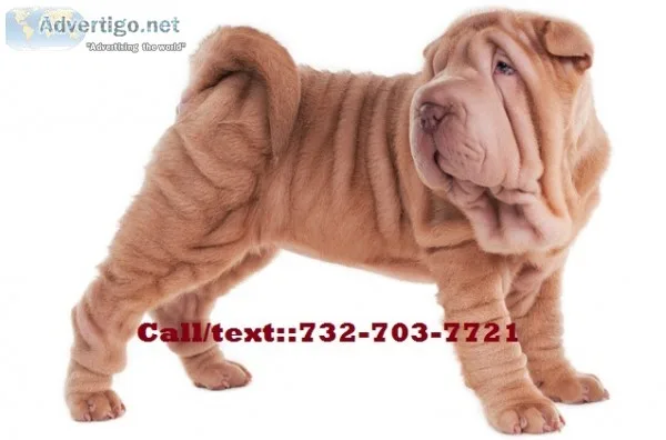 Entertaining chinese shar pei puppies