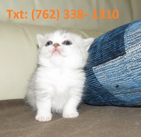 Ptuks munchkin kittens