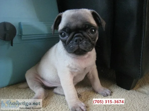 Well socialized pugs puppies ready