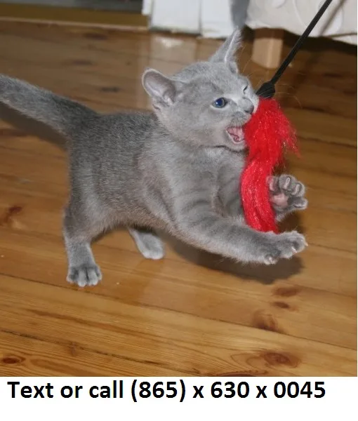 Lopreewan russian blue kitten 