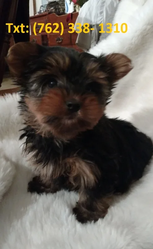 Bmyh yorkshire terrier puppies