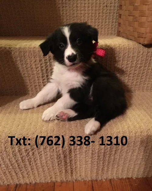 Zspik border collie puppies 