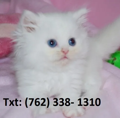 Helping persian kittens 
