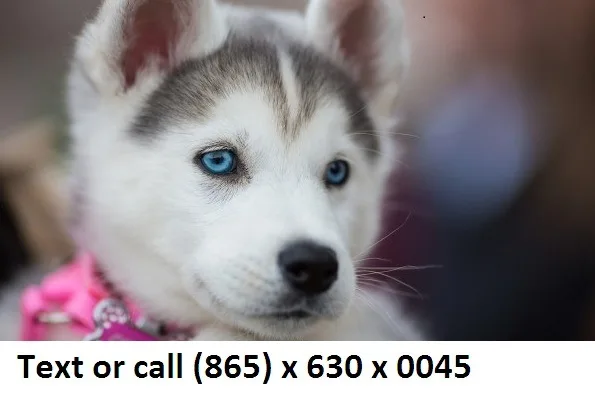 Polaretea adorable alaskan malamute