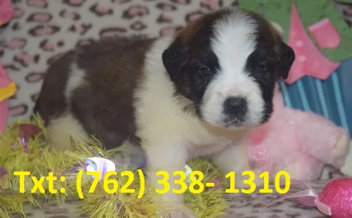 Dbuk saint bernard puppies