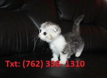 Humble munchkin kittens 