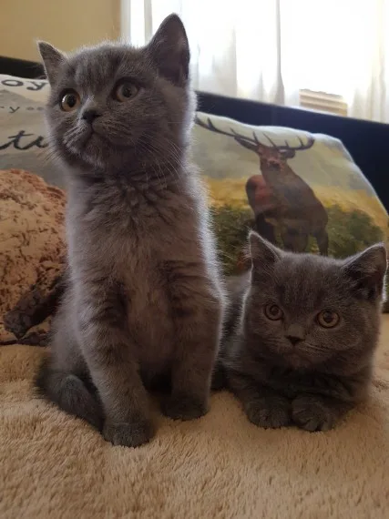 Rgsvggv scottish fold kittens 