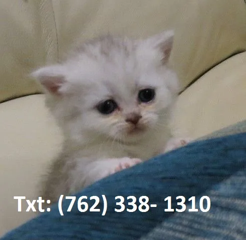 Ghoj munchkin kittens for sale