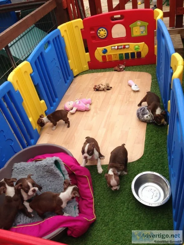 Champagne and white kc registered boston