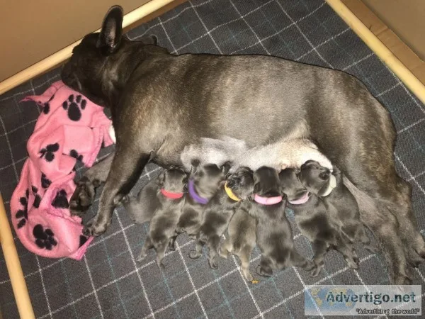 Akc registered frenchie babies