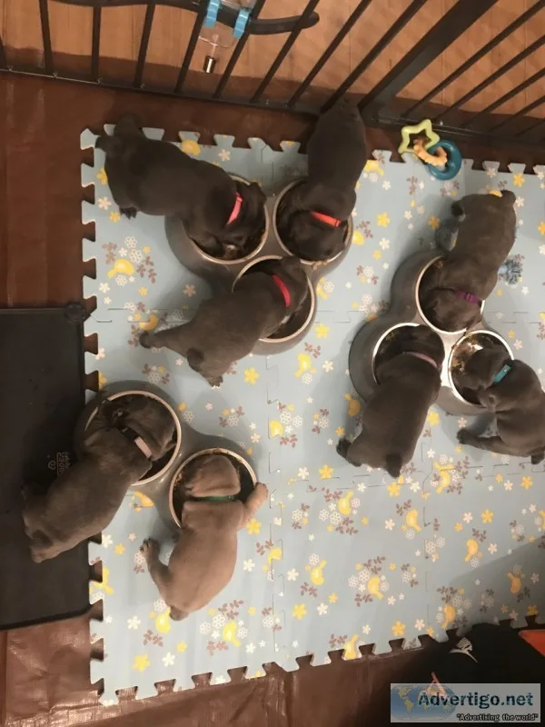 Beautiful akc blue & solid black frenchi