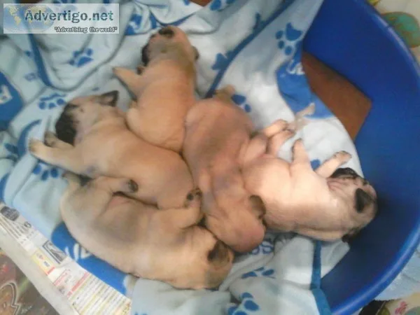 Akc reg pug puppys