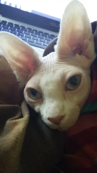 Canadian sphynx 