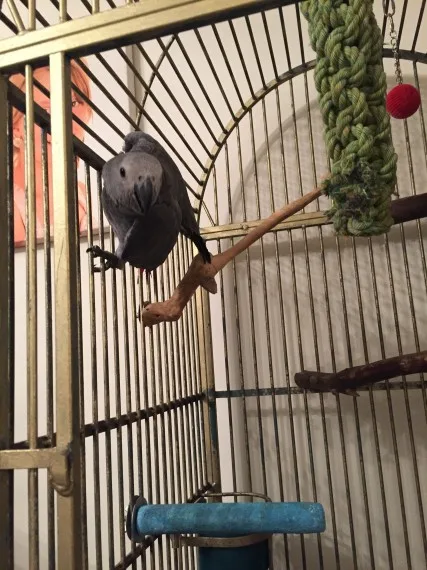 Hand reared african grey