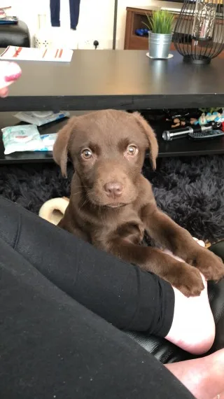Chocolate labrador puppy 