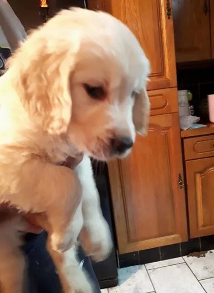 Golden retriever puppies for sale