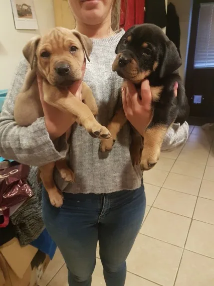 English bull mastiff cross ridgeback