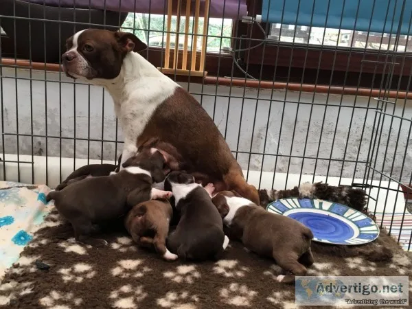 Akc reg boston terriers