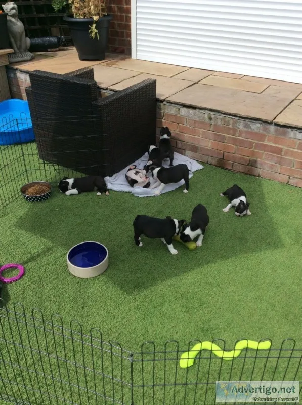 Gorgeous boston terrier puppies 