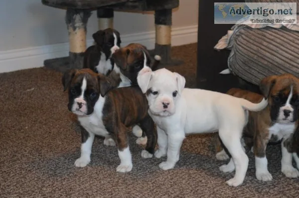 Stunning boxer puppies brindle for sale
