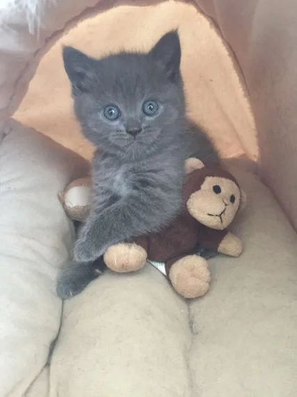 Egrgerg kittens has been wormed regular