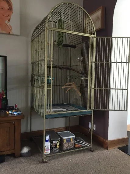 Hand reared african grey