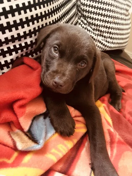 Chocolate labrador puppy 