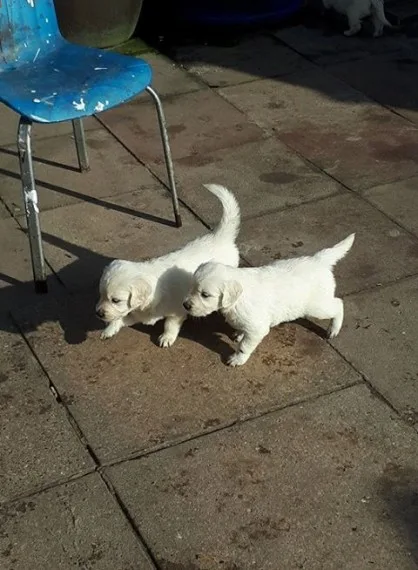 Golden retriever puppies for sale