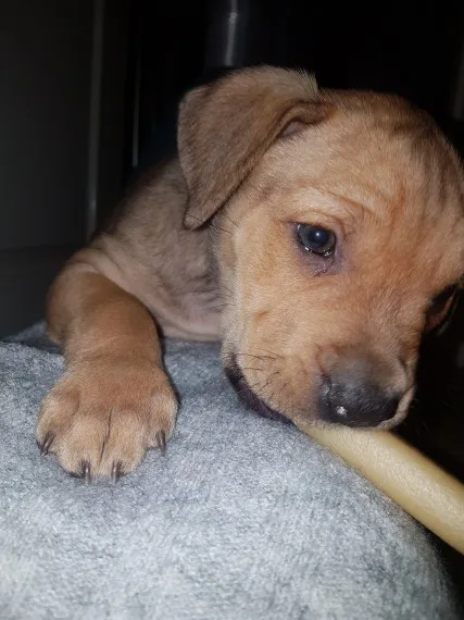 English bull mastiff cross ridgeback