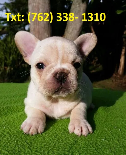 Gutsy french bulldog puppies 
