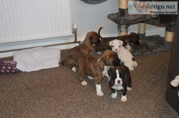 Stunning boxer puppies brindle for sale