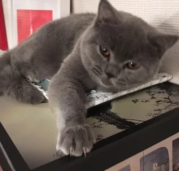 Fbbnbdbd scottish fold kittens