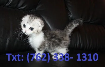Gracious munchkin kittens
