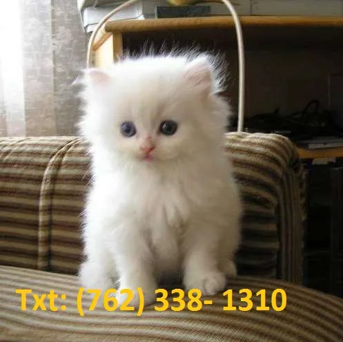 Gymnastic persian kittens 