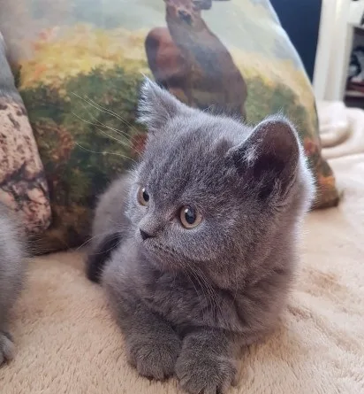 Fdgergre scottish fold kittens